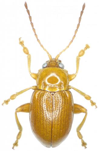 Réf. 259 381 : Neocrepidodera transversa